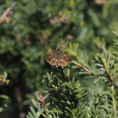 Dispar compacta (Barred Skipper) at Cotter River, ACT - 28 Feb 2024 by RAllen