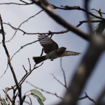 Myiagra cyanoleuca (Satin Flycatcher) at Bimberi, NSW - 28 Feb 2024 by RAllen