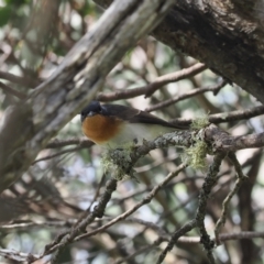 Myiagra cyanoleuca at Bimberi Nature Reserve - 28 Feb 2024 02:24 PM