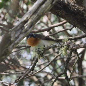 Myiagra cyanoleuca at Bimberi Nature Reserve - 28 Feb 2024 02:24 PM