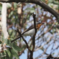 Myiagra cyanoleuca at Bimberi Nature Reserve - 28 Feb 2024