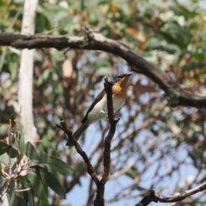 Myiagra cyanoleuca at Bimberi Nature Reserve - 28 Feb 2024