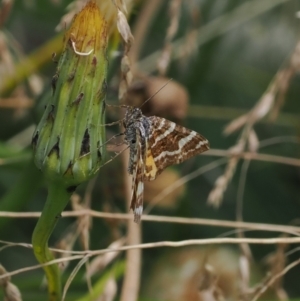 Chrysolarentia chrysocyma at Bimberi Nature Reserve - 28 Feb 2024