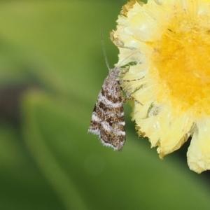 Asterivora lampadias at Namadgi National Park - 28 Feb 2024