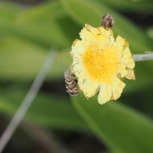 Asterivora lampadias at Namadgi National Park - 28 Feb 2024