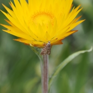 Asterivora lampadias at Namadgi National Park - 28 Feb 2024