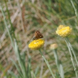 Dispar compacta at Namadgi National Park - 28 Feb 2024