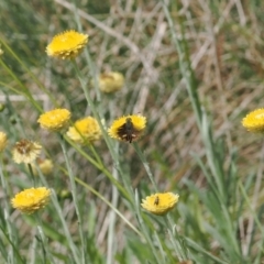 Dispar compacta at Namadgi National Park - 28 Feb 2024