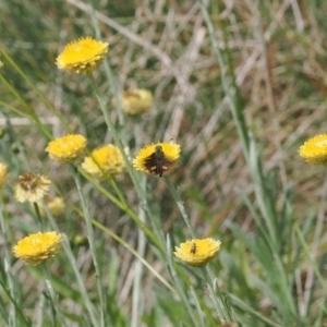 Dispar compacta at Namadgi National Park - 28 Feb 2024