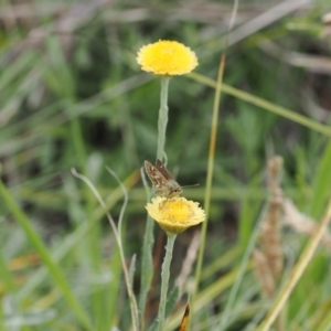 Atkinsia dominula at Namadgi National Park - 28 Feb 2024