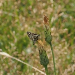 Hesperilla munionga (Alpine Sedge-Skipper) at Cotter River, ACT - 28 Feb 2024 by RAllen