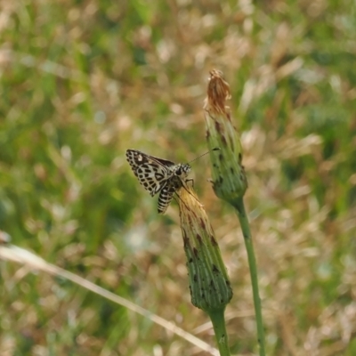 Hesperilla munionga (Alpine Sedge-Skipper) at Namadgi National Park - 28 Feb 2024 by RAllen