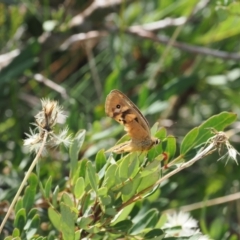 Heteronympha penelope (Shouldered Brown) at Cotter River, ACT - 28 Feb 2024 by RAllen