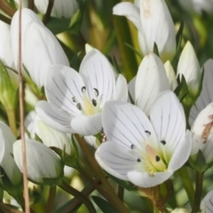 Gentianella muelleriana subsp. jingerensis (Mueller's Snow-gentian) at Namadgi National Park - 28 Feb 2024 by RAllen