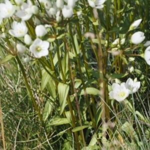 Gentianella muelleriana subsp. jingerensis at Namadgi National Park - 28 Feb 2024