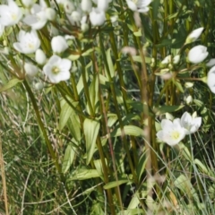 Gentianella muelleriana subsp. jingerensis at Namadgi National Park - 28 Feb 2024