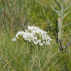 Gentianella muelleriana subsp. jingerensis at Namadgi National Park - 28 Feb 2024