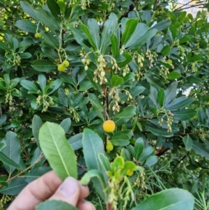 Arbutus unedo at Lower Cotter Catchment - 16 Apr 2024 02:36 PM