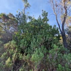 Arbutus unedo at Lower Cotter Catchment - 16 Apr 2024