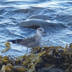 Larus dominicanus at Gerringong, NSW - 16 Apr 2024