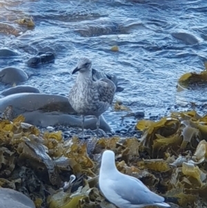 Larus dominicanus at Gerringong, NSW - 16 Apr 2024