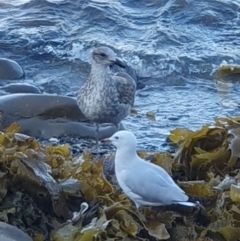 Larus dominicanus at Gerringong, NSW - suppressed