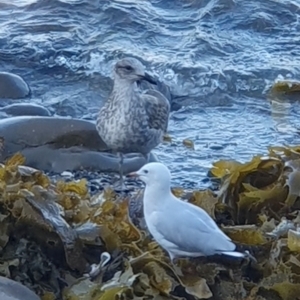 Larus dominicanus at Gerringong, NSW - suppressed