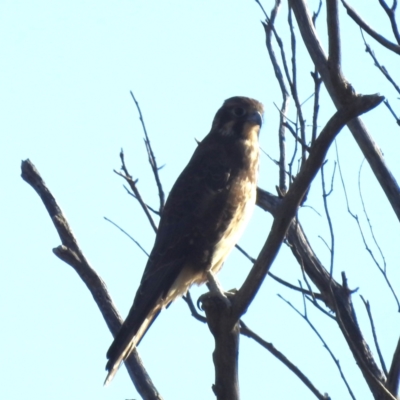 Falco berigora (Brown Falcon) at Lions Youth Haven - Westwood Farm A.C.T. - 16 Apr 2024 by HelenCross