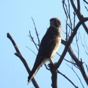 Falco berigora at Lions Youth Haven - Westwood Farm A.C.T. - 16 Apr 2024 03:38 PM