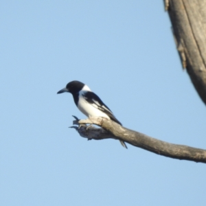 Cracticus nigrogularis (Pied Butcherbird) at Lions Youth Haven - Westwood Farm by HelenCross