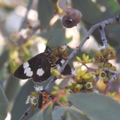 Nyctemera amicus (Senecio Moth, Magpie Moth, Cineraria Moth) at Lions Youth Haven - Westwood Farm A.C.T. - 16 Apr 2024 by HelenCross