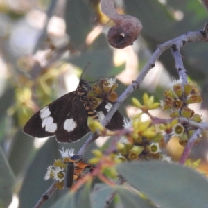 Nyctemera amicus at Lions Youth Haven - Westwood Farm A.C.T. - 16 Apr 2024