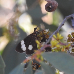 Nyctemera amicus at Lions Youth Haven - Westwood Farm A.C.T. - 16 Apr 2024