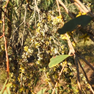 Chauliognathus lugubris at Lions Youth Haven - Westwood Farm A.C.T. - 16 Apr 2024