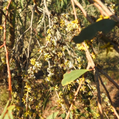 Chauliognathus lugubris (Plague Soldier Beetle) at Lions Youth Haven - Westwood Farm A.C.T. - 16 Apr 2024 by HelenCross