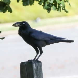 Corvus coronoides (Australian Raven) at Lyneham, ACT by AlisonMilton