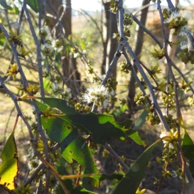 Eucalyptus dives (Broad-leaved Peppermint) at Lions Youth Haven - Westwood Farm A.C.T. - 16 Apr 2024 by HelenCross