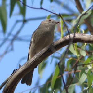 Pachycephala pectoralis at Higgins Woodland - 16 Apr 2024 12:55 PM