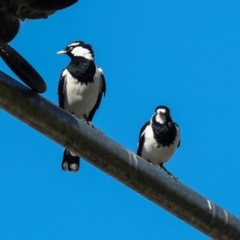 Grallina cyanoleuca (Magpie-lark) at Lyneham, ACT - 16 Apr 2024 by AlisonMilton