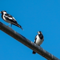 Grallina cyanoleuca at Sullivans Creek, Lyneham South - 16 Apr 2024