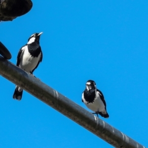 Grallina cyanoleuca at Sullivans Creek, Lyneham South - 16 Apr 2024