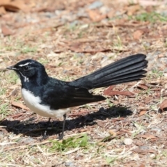 Rhipidura leucophrys (Willie Wagtail) at Sullivans Creek, Lyneham South - 16 Apr 2024 by AlisonMilton