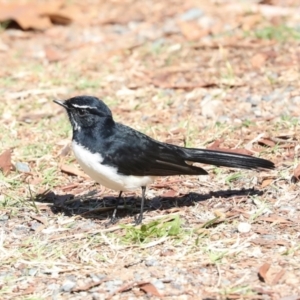 Rhipidura leucophrys at Sullivans Creek, Lyneham South - 16 Apr 2024