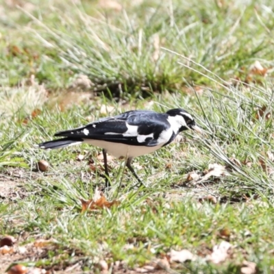 Grallina cyanoleuca (Magpie-lark) at Lyneham, ACT - 16 Apr 2024 by AlisonMilton