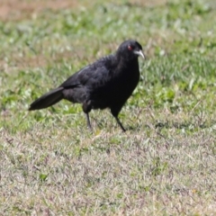 Corcorax melanorhamphos (White-winged Chough) at Lyneham, ACT - 16 Apr 2024 by AlisonMilton