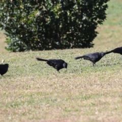 Corcorax melanorhamphos at Sullivans Creek, Lyneham South - 16 Apr 2024 10:46 AM