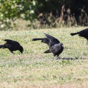 Corcorax melanorhamphos at Sullivans Creek, Lyneham South - 16 Apr 2024 10:46 AM