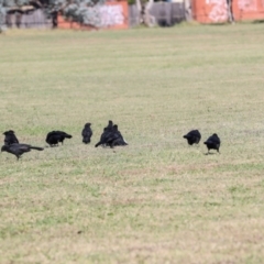 Corcorax melanorhamphos at Sullivans Creek, Lyneham South - 16 Apr 2024 10:46 AM