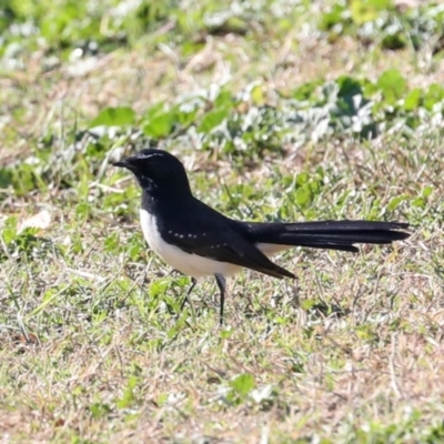 Rhipidura leucophrys (Willie Wagtail) at Sullivans Creek, Lyneham South - 16 Apr 2024 by AlisonMilton