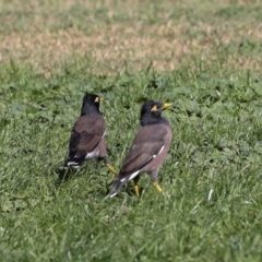 Acridotheres tristis (Common Myna) at Lyneham, ACT - 16 Apr 2024 by AlisonMilton